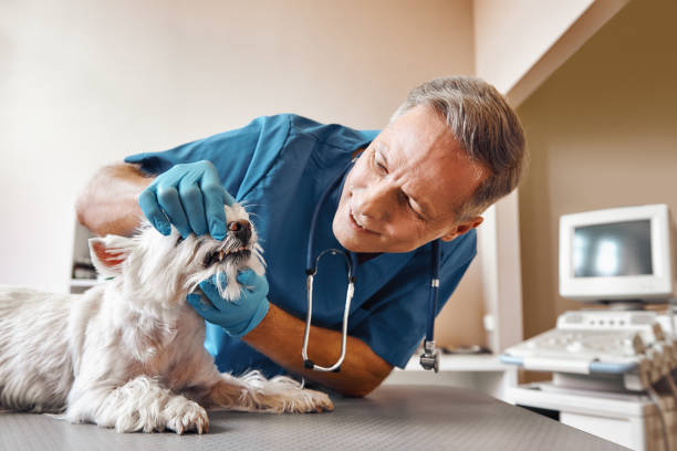 Best Weekend Emergency Dental Services in Shawnee, KS